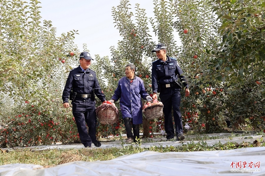 苹果园里话平安