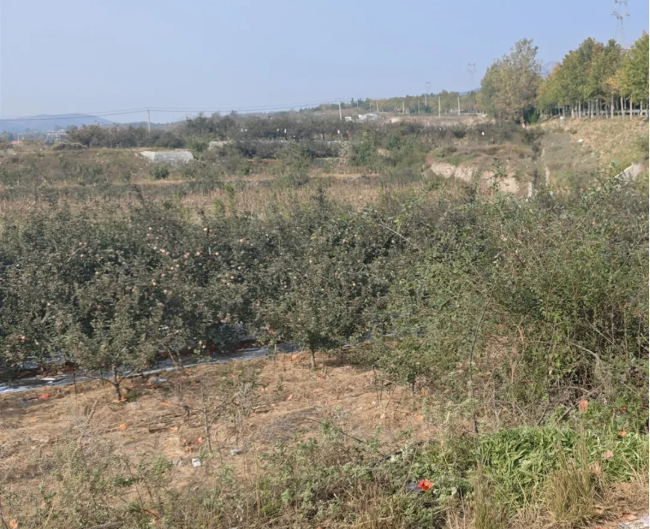 秋收护农丨田间地头手机被盗，栖霞公安破获系列盗窃案