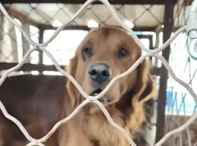 志愿者拦截载有12只品种犬的货车