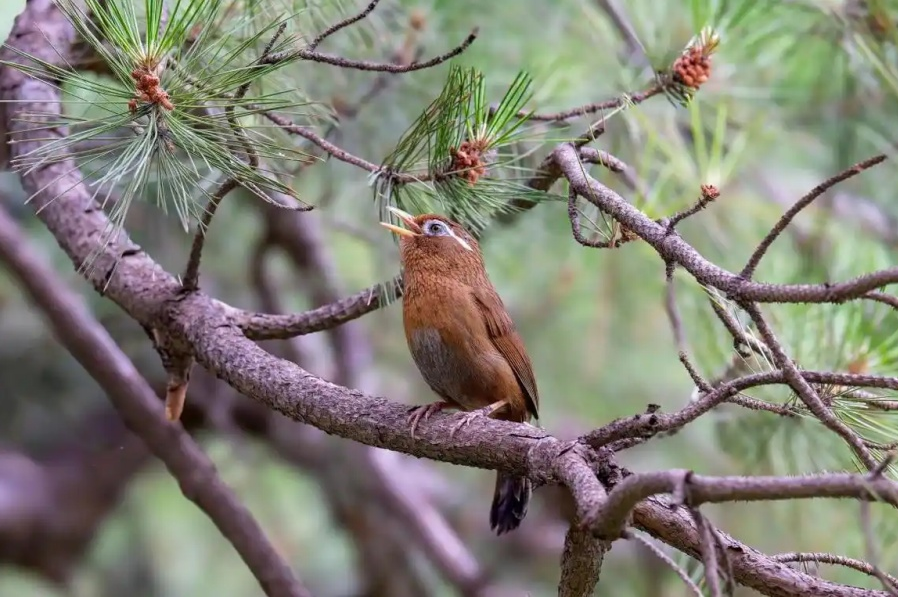 最高法提醒：这些鸟不能随意捕，以免触犯法律