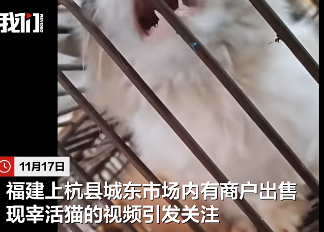 福建上杭一市场被指现宰活猫出售，多方回应:活猫无屠宰检疫规程，市监部门介入。